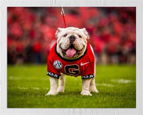 Unleashing the Bulldog: Uga's Iconic Presence at Georgia Football Games